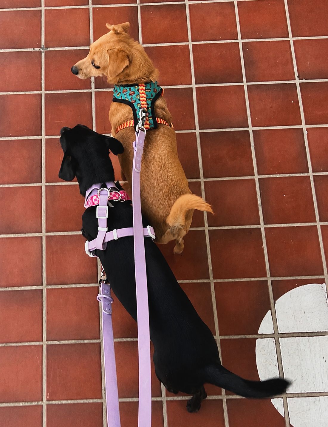 Perros en paseo