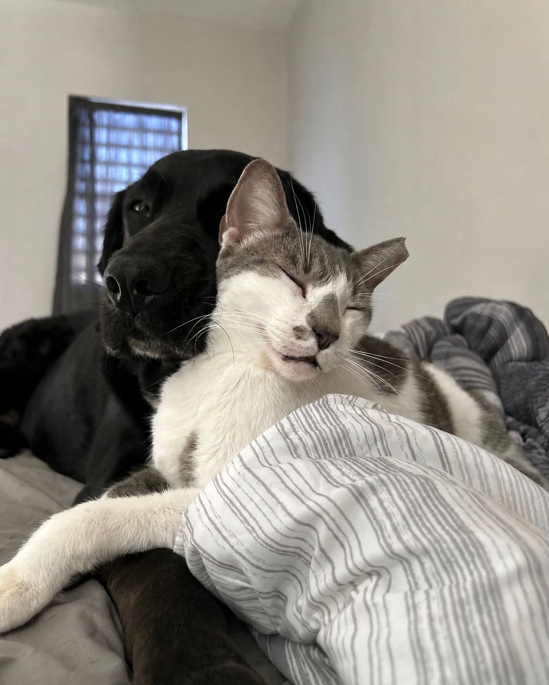 Perro y gato juntos
