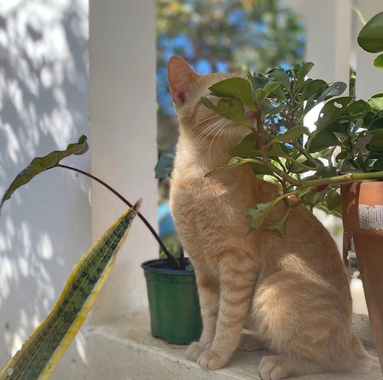 Gato escondido entre plantas